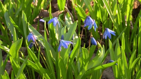 Beautiful spring squill blossoms in a garden under warm evening sunlight. Stock Footage 331267328
