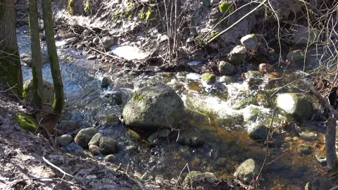 Beautiful spring stream in the forest Stock Footage 267184683