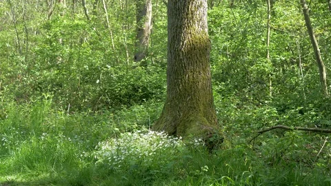 Beautiful Spring Summer Forest Landscape Stock Footage 112633521