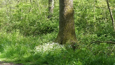Beautiful Spring Summer Forest Landscape Stock Footage 112633522
