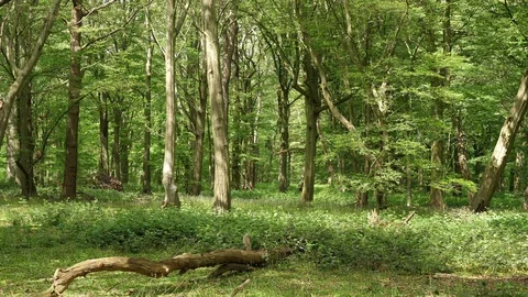 Beautiful Spring Summer Forest Landscape Stock Footage 112633605