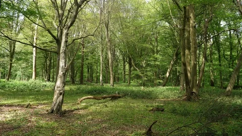 Beautiful Spring Summer Forest Landscape Stock Footage 112633614