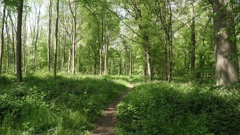 Beautiful Spring Summer Forest Landscape Stock Footage 112633819