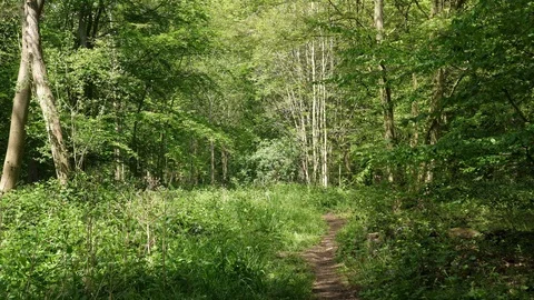 Beautiful Spring Summer Forest Landscape Stock Footage 112633847
