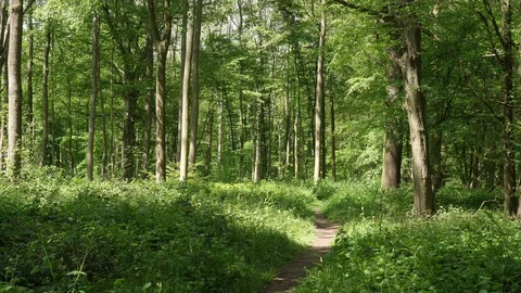 Beautiful Spring Summer Forest Landscape Stock Footage 112633885