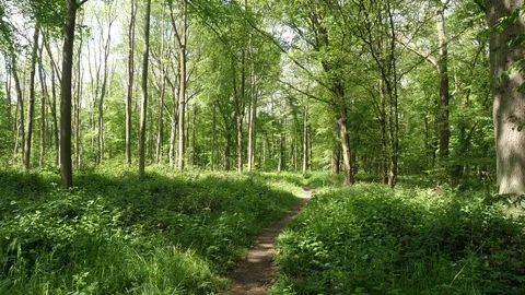 Beautiful Spring Summer Forest Landscape Stock Footage 112633901