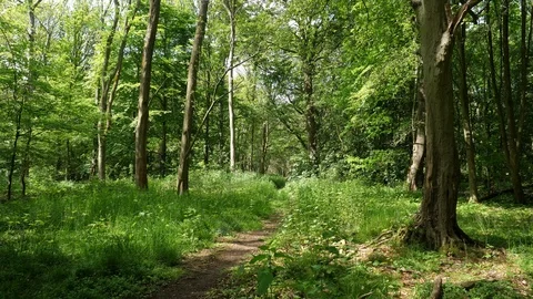 Beautiful Spring Summer Forest Landscape Stock Footage 112633904
