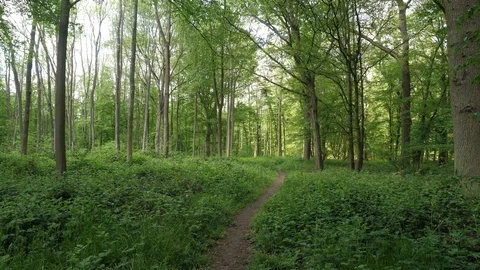 Beautiful Spring Summer Forest Landscape Stock Footage 112634060
