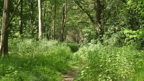 Beautiful Spring Summer Forest Landscape Stock Footage 112634080