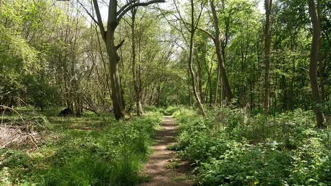 Beautiful Spring Summer Forest Landscape Stock Footage 112634131