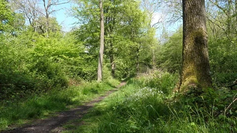 Beautiful Spring Summer Forest Landscape Stock Footage 112681766