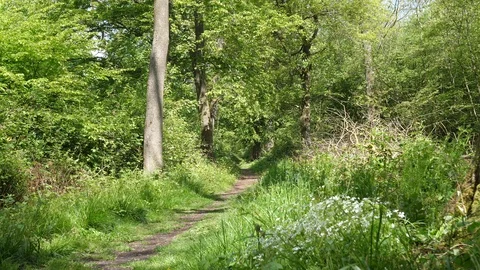 Beautiful Spring Summer Forest Landscape Stock Footage 112682719