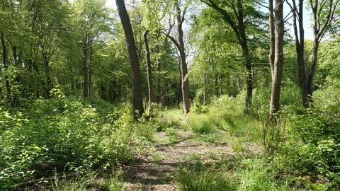 Beautiful Spring Summer Forest Landscape Stock Footage 112682743
