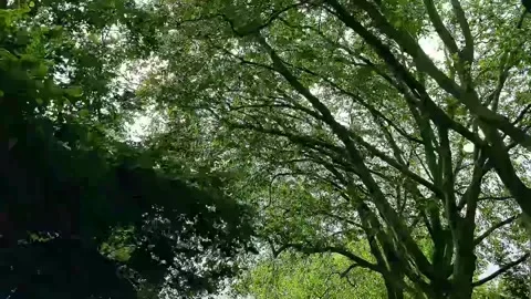 Beautiful spring Sun shine through the birch tree green leaves. Stock Footage 337353539