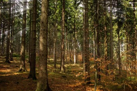 Beautiful spring sunny view of a pine forest in Poland mountains Stock Photos