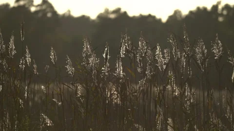 Beautiful spring sunset with dry leaves of reed grass, sunbeams at sunset. Stock-Footage 237373121