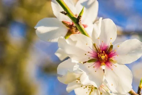 Beautiful spring tree blossoms Stock Photos