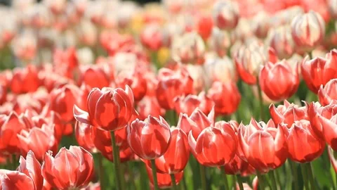 Beautiful spring tulips bloom in spring park Stock Footage 103688831
