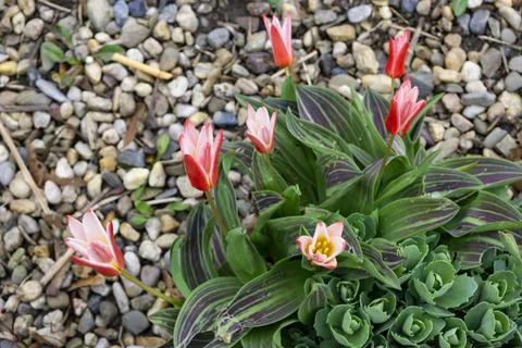 Beautiful spring tulips in the flowerbed in Prague Stock Photos