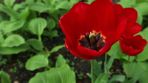 Beautiful spring tulips in the garden. Group of red tulips Stock Footage 153605659