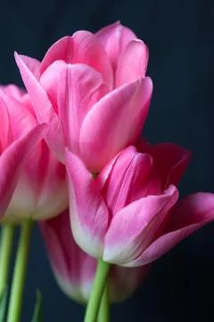 Beautiful spring tulips Photos