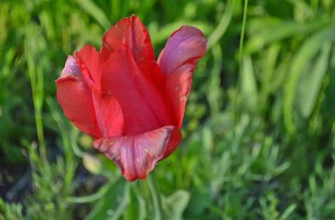 Beautiful spring tulips Stock Photos