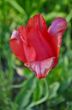 Beautiful spring tulips Stock Photos