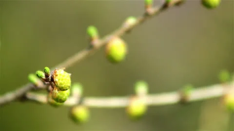 Beautiful spring twig with buds Stock Footage 23693195