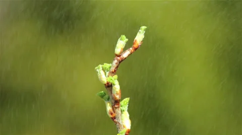 Beautiful spring twig with buds a soft green background Stock-Footage 23724523