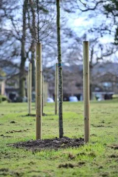 Beautiful spring vertical closeup view of single small trees with two stakes Stock Photos