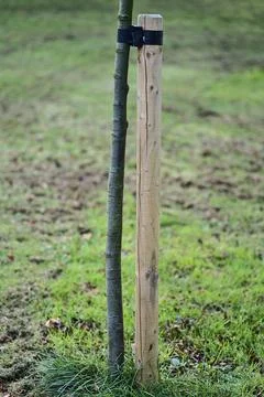 Beautiful spring vertical closeup view of single small tree with stake and tie Stock Photos