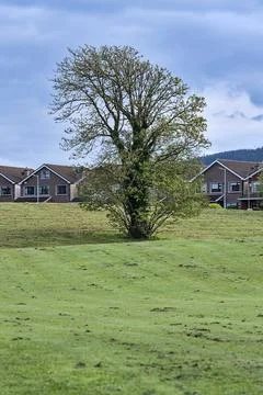 Beautiful spring vertical view of single large tree with cut lawn grass Stock Photos