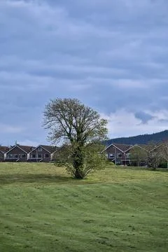 Beautiful spring vertical view of single large tree with cut lawn grass Stock Photos