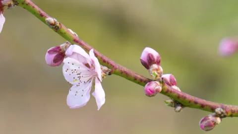 A beautiful spring video of cherry blossoms on a tree Stock Footage 333114487