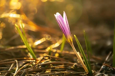 Beautiful spring violet Crocus bloom on a sunny day Foto stock
