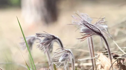 Beautiful spring violet flowers background. Eastern pasqueflower, prairie cro Stock Footage 111392198