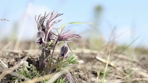 Beautiful spring violet flowers background. Eastern pasqueflower, prairie cro Stock Footage 111392228
