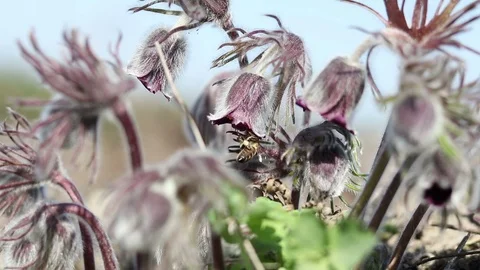 Beautiful spring violet flowers background. Eastern pasqueflower, prairie cro Stock Footage 111392242