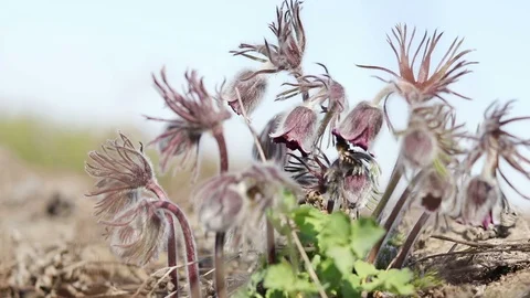 Beautiful spring violet flowers background. Eastern pasqueflower, prairie cro Stock Footage 111392287