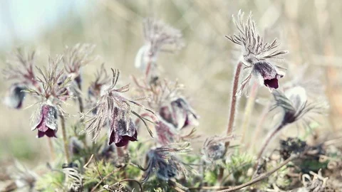 Beautiful spring violet flowers background. Eastern pasqueflower, prairie cro 動画素材 111392296