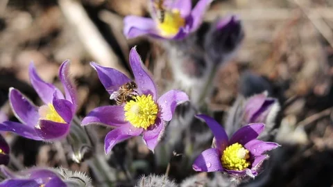 Beautiful spring violet flowers background. Eastern pasqueflower, prairie cro Stock Footage 111577020