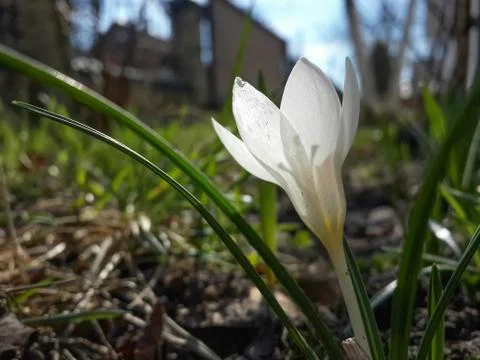 Beautiful spring white crocus Stock Photos
