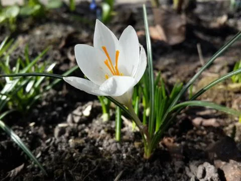 Beautiful spring white crocus Stock Photos