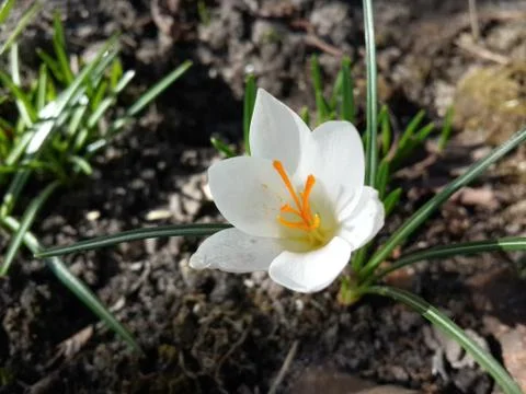 Beautiful spring white crocus Stock Photos