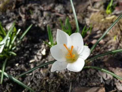 Beautiful spring white crocus Stock Photos