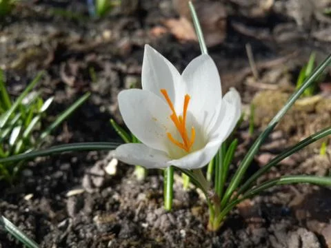 Beautiful spring white crocus Stock Photos