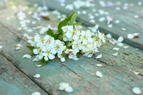 Beautiful spring white flowers background Stock Photos