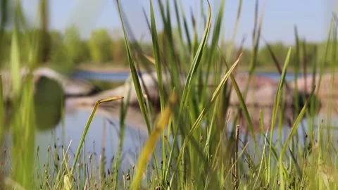 Beautiful spring wild grass on the lake. Nature landscape. Stock Footage 154056645