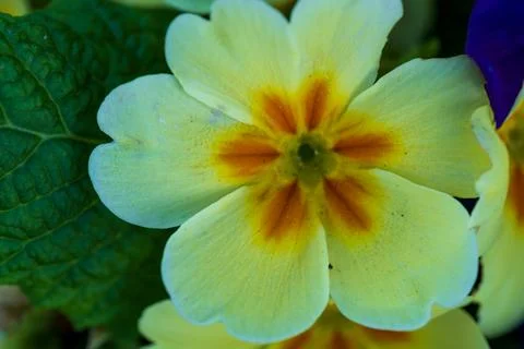 Beautiful spring wildflower Stock Photos