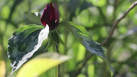 Beautiful spring wildflowers in the forest. Forest landscape. Stock Footage 153937904